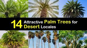 Jobe's fertilizer spikes for all outdoor palm trees is the best choice for outdoor palms, especially if you prefer fertilizer spikes as opposed to granules or liquids. 14 Attractive Palm Trees For Desert Locales