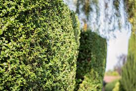 Schwieriger wird es da schon mit dem zweiten schnitt, denn wer im juni oder juli schneidet, entfernt die für. Ligusterhecke Pflanzen Anleitung In 7 Schritten Obi