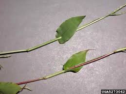 Image result for Arthraxon