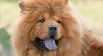 Chow Chow Dog Breed Information, Pictures, Characteristics ...