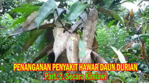 Tahukah anda, pokok durian belanda juga mengandungi sebatian acetoginin iaitu asymycin daun durian belanda bukan saja boleh mengubati pelbagai jenis penyakit malah ia mampu melawan jenis. Pengendalian Penyakit Hawar Daun Pada Tanaman Durian Dengan Fungisida Part 2 Youtube
