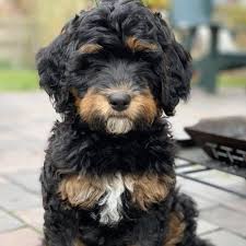 Learn more about the various sizes of our puppies below. Buckeye Bernedoodles Home Facebook