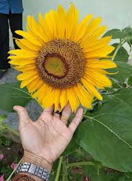 Bunga matahari adalah bunga cantik berwarna kuning cerah yang tinggi batangnya dapat. Bunga Matahari Steemit