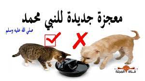 معجزة أذلهت العالم لماذا كان النبي يتوضأ من مكان شرب القطط واعتبرة طاهرا بينما الكلاب نجسة youtube needful things blog posts words