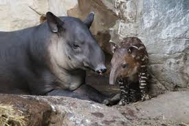 Franklin Park Zoo S Baby New Year Needs A Name Franklin Park Zoo Animals Beautiful Baby Animals