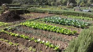 Oasis ecológicos: el auge de los huertos urbanos en España