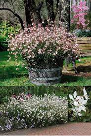 Most plants recommended for full shade usually don't like at least three if you can, i strongly recommend planting good looking annual shade flowers in pots where you can they are tender bulbs in zone 5, so you will have to dig them up in the fall or replace them every year. Gaura Whirling Butterflies White Flowers Siskiyou Pink Pink Flowers Gaura Lindheimeri Zone 5 10 Full Sun Part Shade Plants Flowers Perennials Gaura