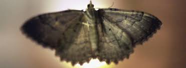 The bright yellow panels and the attractants will draw in large numbers of beetles. Moth Control For Your Home And Business Rentokil