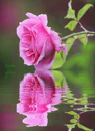 Animated Flowers Flores Rosas Flowers Beautiful Flowers Color Splash Keefers Gif By Keefers Photobucket Flowers Gif Flowers Beautiful Roses