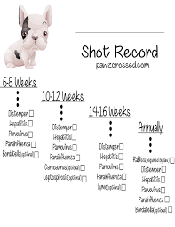 Dog photography has changed a great deal over the past few years. Where Can I Get Free Dog Shots The Y Guide