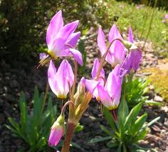 Image result for Jeffreya petitiana