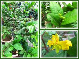 Image result for Ochna kirkii