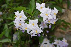 I fiori bianchi simboleggiano da sempre la purezza: Fiori Bianchi Ricadenti Da Balcone