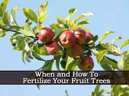 10 10 10 Fertilizer How To Use It And What Are The Benefits Growing Fruit Fruit Trees Fruit