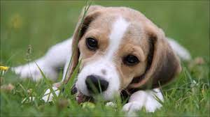 Seorang fotographer yakni ines opifanti membuat sedikit inovasi dalam foto antara anjing dan pemiliknya, jika biasanya membuat foto anjing dan pemiliknya melakukan aktivitas bersama atau tingkah kelucuan mereka kini ia membuat hal yang baru. Cute Beagle Puppies Collection Beagle Planet Cute Beagles Cute Puppies And Kittens Beagle Puppy