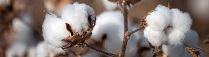 Cotton Price Historical Charts Forecasts News