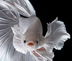 fishing for compliments siamese fighting fish fish beautiful fish