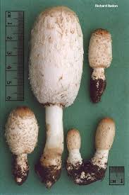 Image result for Coprinus comatus