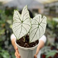 Image result for Caladium