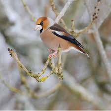 Oiseaux Du Jardin Gros Bec Casse Noyaux Oiseaux Des Jardins Oiseaux Oiseaux Du Ciel