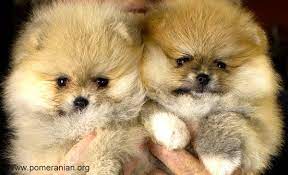 Where To Buy A Pomeranian Puppy Pomeranian Puppy For Sale Pomeranian Puppy Dogs