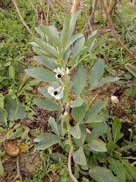 Image result for Vicia faba