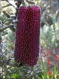 Banksia Praemorsa Red Variety But It S Deep Enough Of Red Purple To Fall Into The Australian Flowers Unusual Flowers Australian Native Flowers