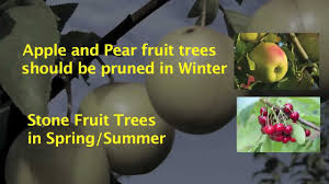 Tender fruit trees, like citrus and tropical trees, can be planted in pots and brought indoors for winter protection. 10 Pruning A 3 Year Old Fruit Tree To Make A Half Standard Sized Adult Tree Youtube