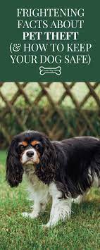 Frightening Facts About Pet Theft How To Keep Your Dog Safe Dog Safe Canine Care Pets