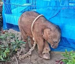 The Dark Side of Thailand Elephant Tourism