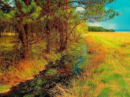 Powyżej nowego targu znajduje się torfowisko wysokie „bór na czerwonem, ścisły rezerwat torfowiskowym granicach miasta, ok. Zima W Rezerwacie Picture Of Bor Na Czerwonem Nowy Targ Tripadvisor