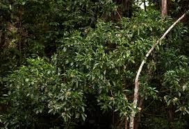 Image result for Tarenna pavettoides