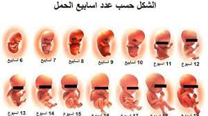 يدوم الحمل عند البشر نحو 9 أشهر بين وقت آخر دورة. Ø§Ù„Ø­Ù…Ù„ ÙÙŠ Ø§Ù„Ø£Ø³Ø¨ÙˆØ¹ Ø§Ù„Ø®Ø§Ù…Ø³ Ø§Ù„Ø¬Ù†ÙŠÙ† ÙÙŠ Ø§Ù„Ø£Ø³Ø¨ÙˆØ¹ Ø§Ù„Ø®Ø§Ù…Ø³ Ù…Ù† Ø§Ù„Ø­Ù…Ù„ Ø·Ø¨ 21