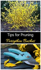Pruning Forsythia How And When To Trim Forsythia Bushes Pruning Forsythia Forsythia Bush Garden Shrubs