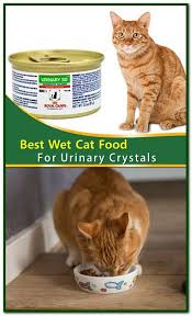 Best Wet Cat Food For Urinary Crystals Continue Reading To Discover The Best Foods For Urinary Health In Cat Wet Cat Food Cat Food Sensitive Stomach Cat Food