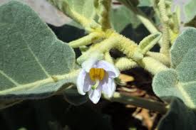 Image result for Solanum sp. B