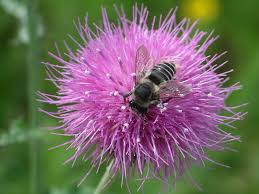 Native Plants of North America - Lady Bird Johnson ...