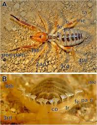 Here is a letter we received last year that contains although they are not actually spiders, they resemble a cross between a spider and a scorpion. Primary Processing Neuropils Associated With The Malleoli Of Camel Spiders Arachnida Solifugae A Re Evaluation Of Axonal Pathways Zoological Letters Full Text