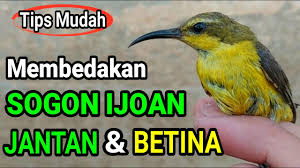 Kalau potensi harganya menyerupai harga property. Cara Membedakan Sogon Muda Ijoan Jantan Betina Dengan Mudah Youtube