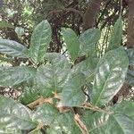 Image result for Rinorea ilicifolia