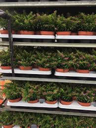 Order flower bulbs, indoor plants, outdoor plants and accessories at bakker.com. Cuphea Willemsen Gartenbau