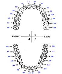 Tooth Numbering System Tooth Chart Dental Photos Dental