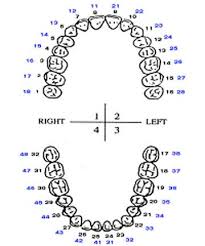 dental numbering kozen jasonkellyphoto co