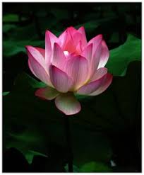 Maybe you would like to learn more about one of these? 26 Best Night Blooming Flowers Ideas Night Blooming Flowers Flowers Bloom