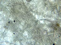 Shop with afterpay on eligible items. Paper Under Microscope World Under Microscope