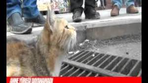 Anne Kedi Yavrusunu Bekledi Youtube