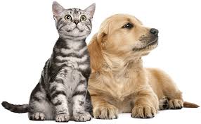 Prebiyotik Kedi Ve Kopeklerde Bagirsak Sagligi Unique Pet Food