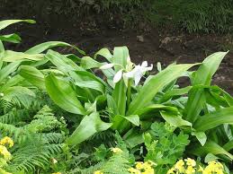 Image result for Crinum moorei