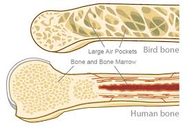 The shape and size of the vertebrae of mammals although the skeleton of birds is made up of the same bones as that of mammals, many are highly a long bone consists of a central portion or shaft and two ends called epiphyses (see diagram 6.12). Bat Wing Bones Ask A Biologist