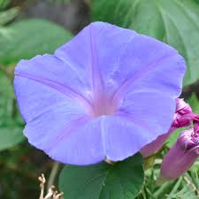 Image result for Convolvulaceae